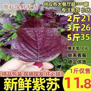 新鲜紫苏叶正宗500g包邮农家食用饭店龙虾鱼虾蟹调料提香去腥