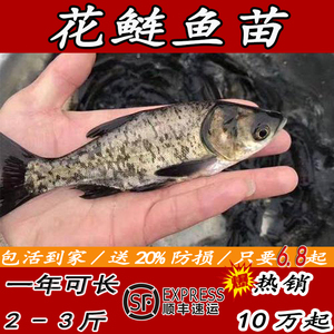 白鲢花鲢鱼苗活体胖头鱼特大草鱼苗淡水鲤鱼苗鳙鱼雄鱼大头鱼鲫鱼