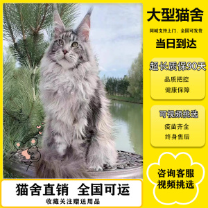 大型缅因猫舍缅因猫纯种巨型缅因猫幼猫棕银虎斑缅因猫幼崽活体