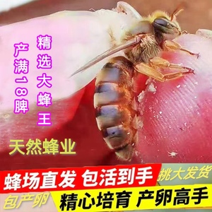 中蜂蜂王优质种王高产蜜蜂活体伏牛阿坝双色土蜂群广东广西产卵王