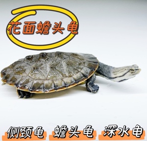 花面蟾头龟希拉里活体鱼缸深水观赏宠物乌龟可混养颜值高龟网红龟