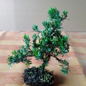 罗汉松盆景树桩花卉桌面盆栽庭院绿植办公室造型松树微型盆景景观 阿里巴巴找货神器