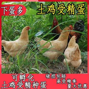 三黄鸡种蛋受精蛋可孵化纯种大型高产黄羽土鸡柴鸡笨鸡大骨鸡种蛋