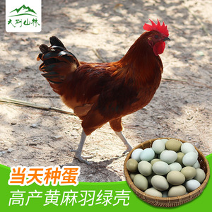 10枚装包邮高产种麻鸡蛋黄麻羽绿壳蛋土鸡受精蛋可孵化用的种蛋