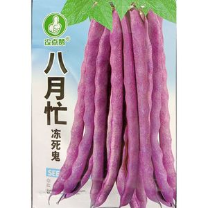 八月忙芸豆种子大长荚不易老紫红四季豆种籽大菜豆豆角宽荚约60粒