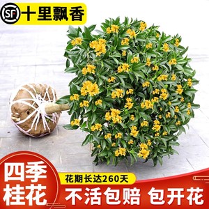 桂花树苗大树盆栽四季桂花卉阳台庭院室内开花金桂浓香老桩绿植物