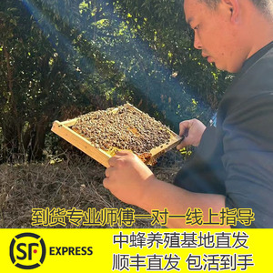 蜜蜂活群带王带箱中蜂活群整箱土蜂中锋出售中华蜂王笼蜂中蜂蜂群