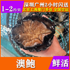 【1-2斤/只】鲜活澳洲大鲍鱼海鲜水产特超大小黑金绿边鲍鱼刺身