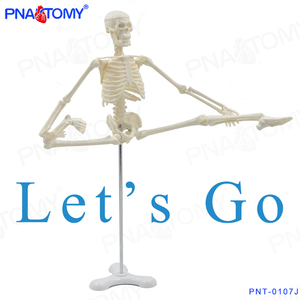 PNATOMY 经典款45cm骨骼模型可拆可活动可摆造型小型人体骨架模型