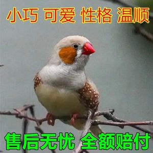 珍珠鸟活鸟灰白珍珠文鸟十姐妹一对种鸟繁殖幼鸟学说话最小手养鸟