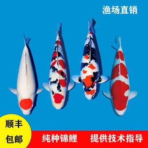 日本纯种锦鲤红白大正三色活鱼观赏鱼冷水淡水鱼池养缸养精品锦鲤