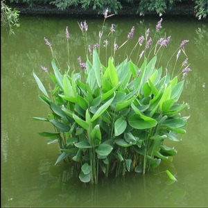 芒草种子 再力花种子千屈菜 花叶芦竹香蒲芦苇水葱梭鱼草鸢尾种子