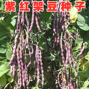 大紫袍架豆种子紫红豆角种籽四季豆芸豆种子四川春秋季田园蔬菜孑