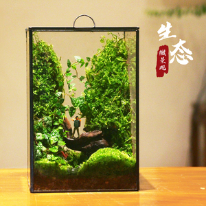 创意苔藓微缩景观盆栽办公室内闷养生态瓶趣味迷你植物新年节礼物