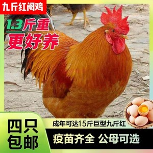 纯种1.3斤九斤红阉鸡巨型大红公鸡红鸡活苗母土鸡种鸡活体鸡脱温
