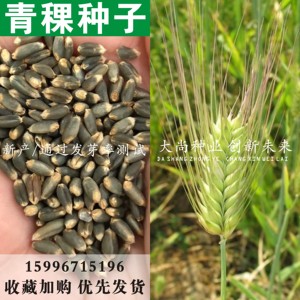 青稞种子荞麦米谷物粗粮发芽种子包邮五谷杂粮种子珍珠麦种子