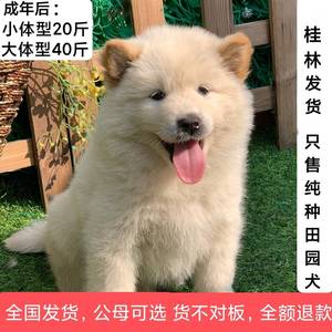 纯种广西田园犬白土松熊犬幼犬黄狗白面中华小土狗宠物狗五红活体