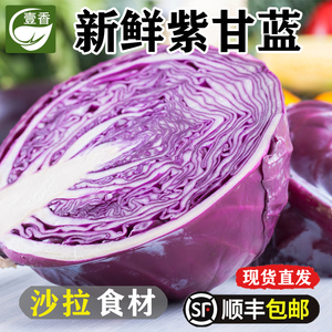 新鲜紫甘蓝5斤 紫包菜 紫色球生菜红椰菜西餐蔬菜轻食沙拉食材
