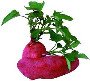 水培植物发芽红薯番薯苗地瓜苗土植蔬菜阳台盆景幼儿园用1个包邮