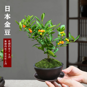 金豆盆景室内开花结果植物书房桌面好养小盆景茶桌禅意微盆景