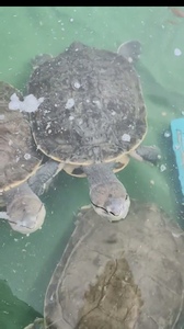 夏的爬宠铺 希拉里蟾头龟活物观赏龟水龟深水鱼缸活泼花面侧颈龟