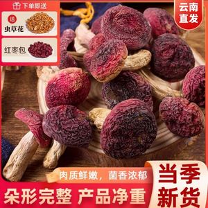 云南精选新鲜红菇干货500g野生无硫营养菌菇食用煲汤食材特产