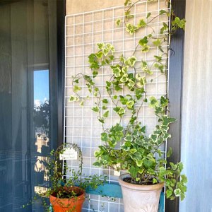 网格花架植物爬藤网户外铁丝网展示架月季植物墙面挂网攀爬展示架