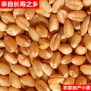 带皮小麦粒发芽做麦芽糖猫草种子食用磨面黑小麦草麦苗种籽麦子粒