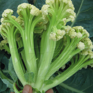松花菜种子青梗花椰菜台湾有机花菜种籽65天春季四蔬菜种孑 阿里巴巴找货神器
