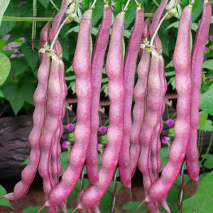 高产芸豆种子春秋紫芸豆紫架豆种籽四季阳台庭院豆角种蔬菜种孑
