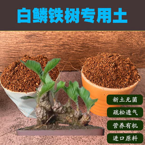 白鳞铁树专用土盆景营养土日本盆栽室内绿植种植酸性沙质土壤肥料