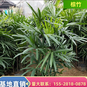 棕竹盆栽细叶小叶金山棕绿植室内落地植物四季常青好养易活吸甲醛