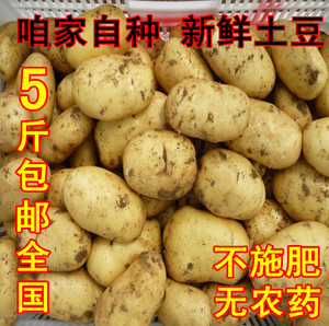新鲜土豆 马铃薯 农家自种有机蔬菜自然生长非转基因特价包邮中