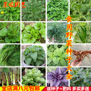 野菜种子大全一点红西洋菜薄荷藿香益母草板蓝根秋葵芦笋罗勒紫苏