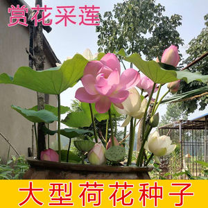 湖南湘潭高产莲子 食用莲藕大型湘莲 荷花水生植物已开口湘莲种子