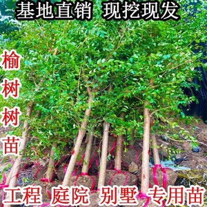 榆树苗榆树小苗白榆家榆榆钱树绿化苗别墅庭院绿化工程树苗易成活