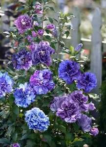 木槿紫玉灌木花卉盆栽植物好养窗台阳台新品推荐