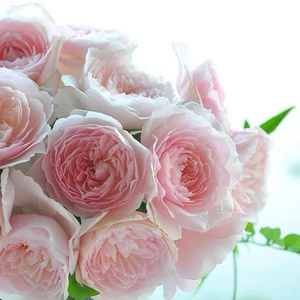 日本新品月季美咲/Misaki 庭院玫瑰丰花浓香月季玫瑰花小苗