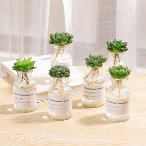 多肉水培玉露瓶植物小盆栽绿植精品稀有品种组合贵货肉肉室内好养 阿里巴巴找货神器 多肉水培玉露瓶植物小盆栽绿植精品稀有品种组合贵货肉肉室内好养 阿里巴巴找货神器