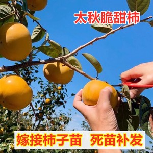 日本太秋脆甜柿子树苗嫁接特大甘秋富有柿子苗南方北方种植盆地栽