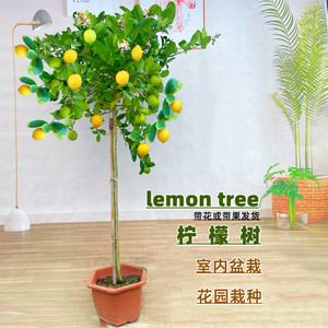 香水柠檬树苗盆栽带果可食用客厅绿植大型植物尤力克阳台四季结果