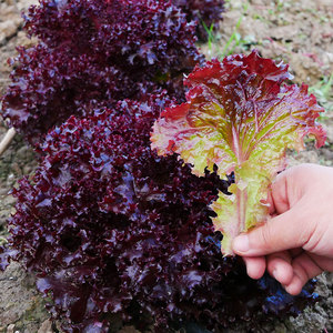 紫生菜种子种籽大全苗四季罗马秧菜苗奶油盆栽冬季蔬菜带土孑紫叶