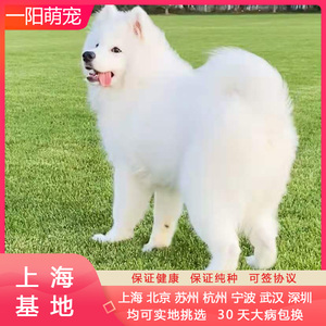 大型犬纯白 大型犬纯白品牌 价格 阿里巴巴