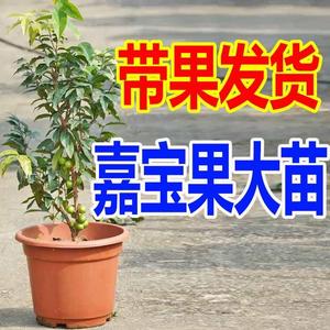 嘉宝果苗 树葡萄苗艾斯卡台湾四季嘉宝果大树苗当年结果 带果发货