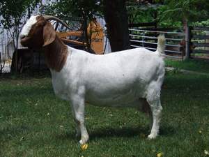 波尔山羊活体纯种公羊小母羊热卖青山羊小羊羔高产奶萨能奶羊活羊