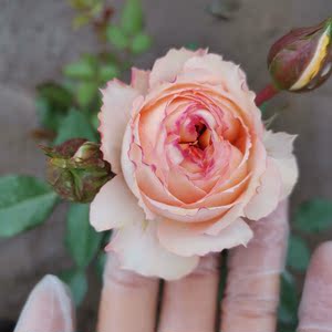 月季花不知名蜜桃色包子型月季花杏色月季 阿里巴巴找货神器 月季花不知名蜜桃色包子型月季花杏色月季 阿里巴巴找货神器
