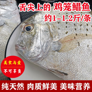 湛江海鲜 新鲜海鱼鲜活海捕白点鸡笼鲳鱼1-2斤免去除内脏顺丰包邮