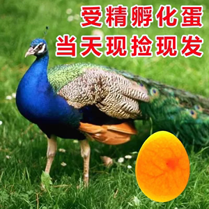 100%种蛋蓝孔受精种蛋可孵化雀苗家养孵化宠物观赏孔鸟包受精蛋