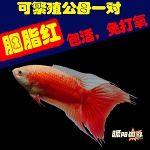 白化红胭脂红中国斗鱼小型观赏鱼淡水冷水好养耐活免打氧小金鱼
