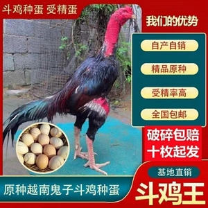 纯种越南鬼子斗鸡种蛋原种缅甸中原受精种蛋可孵化泰国盖沙剑尾